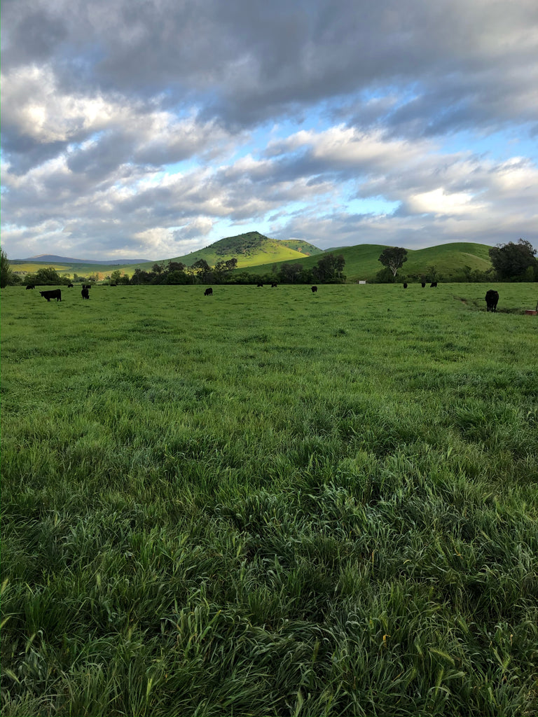 Grass Fed Vs Grain Fed Beef