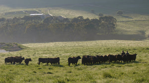 Our Farm Grass-Fed Beef