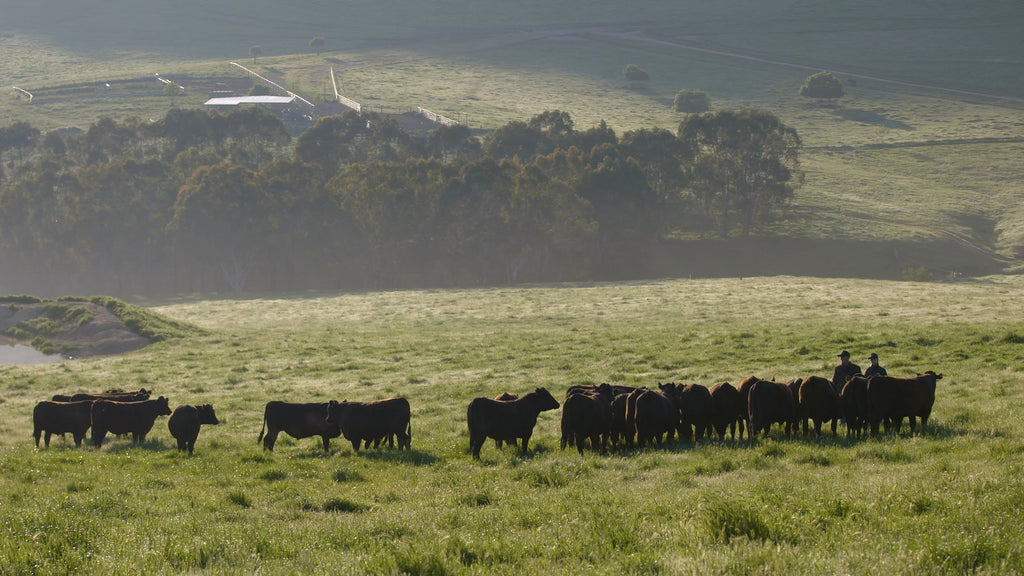 Our Farm Grass Fed Beef